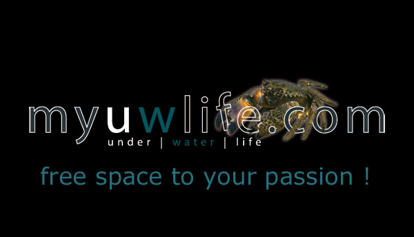 myuwlife.com - under water life - free space to your passion - spazio gratuito per fotografi subacquei